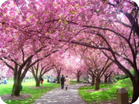 spring scenes wallpaper  wallpapersafari