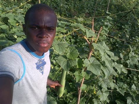 Cucumber Farming And Processing Business Plan In Nigeria