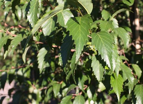 Alnus Jorullensis Evergreen Alder Icon Trees