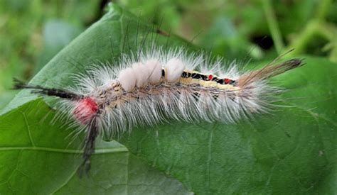 White Marked Tussock Moth Caterpillar 1 Orgyia Leucostigma Bugguidenet