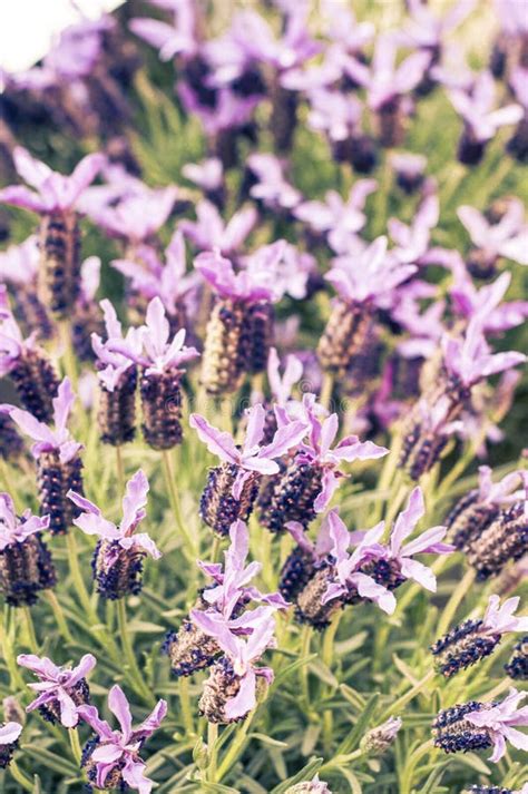 Lavender Blooms At Dusk Stock Image Image Of Nature 309722999