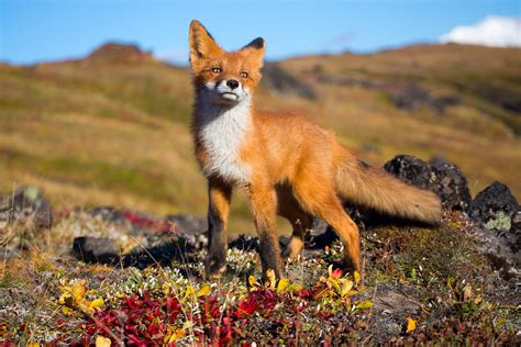 Renard Fond d'écran HD | Arrière-Plan | 1920x1280 | ID:592510 ...