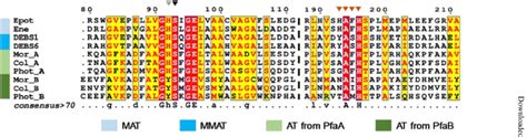 Multiple sequence alignment of AT protein regions implicated in ...