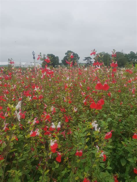 Salvia X Jamensis Hot Lips Well Established Salvia Proctors Nursery