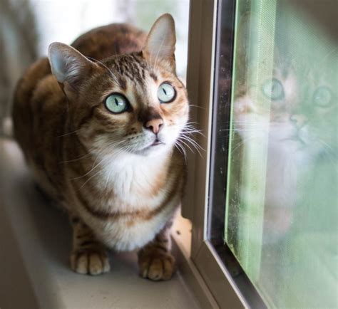 Редкие красивые имена для кошек
