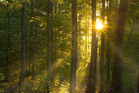 Forest Sunrise Photograph By Alexander Heavner Fine Art America