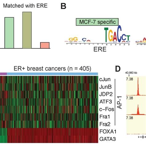 Enrichment Of The Non Classical Mode Of Erα Signaling In Eoc By The