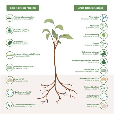 Plant Defense Mechanisms Biorender Science Templates