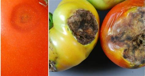 Антракноз грибковое заболевание растений и как лечить