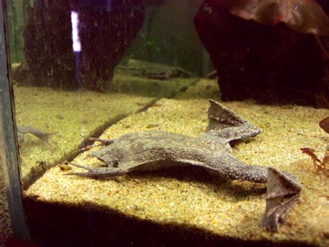 The Surinam Toad Gives Birth Through Holes in Its Back – Extreme Animal