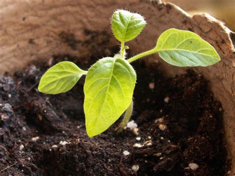 Помидоры Яблонька Фото – Telegraph