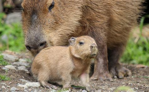 Capybaras in New Zealand? | Dobby the Capybara