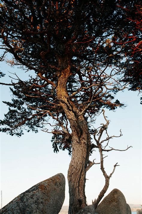 "Monterey Cypress Trees At Dusk, Point Lobos State Reserve, Big Sur, CA