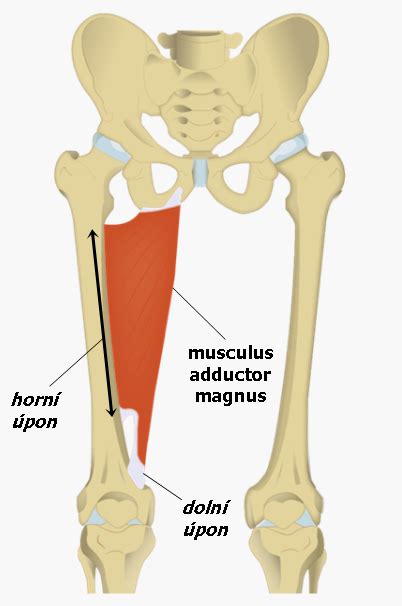 Musculus Adductor Magnus Medicína Nemoci Studium Na 1 Lf Uk