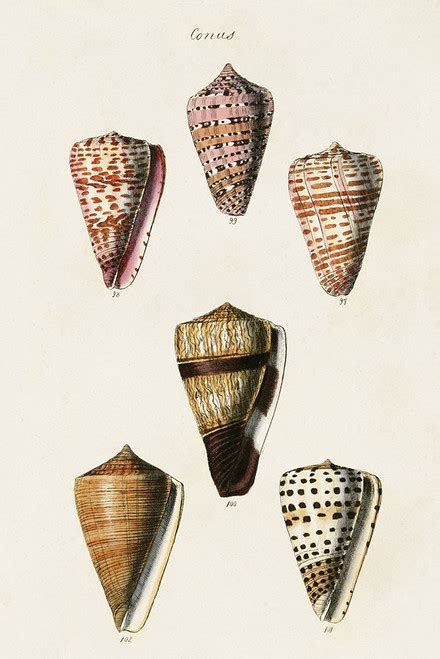 cone shell collection iv poster print unknown posterazzi