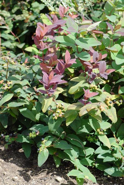 Hypericum Androsaemum Albury Purple The Site Gardener