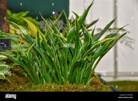 Hosta hands up plant Stock Photo - Alamy