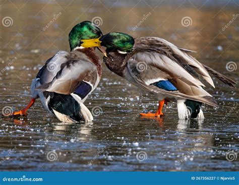 Close Up Of A Pair Of Male Mallard Ducks Fighting And Sliding On Frozen