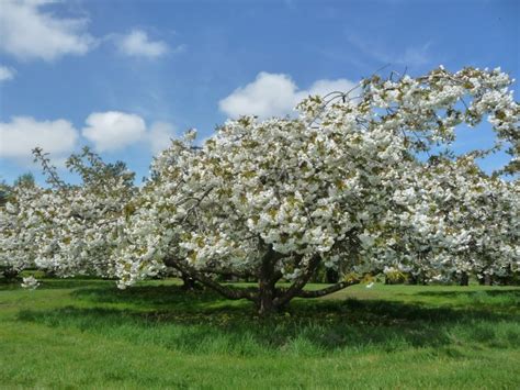 Japanese Cherry Prunus Shirotae Now In Bloom Bourton House Garden