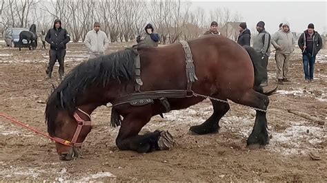 Cai Probe De Tractiune Cu Arm Sarul Domnului Constantin Popescu De La