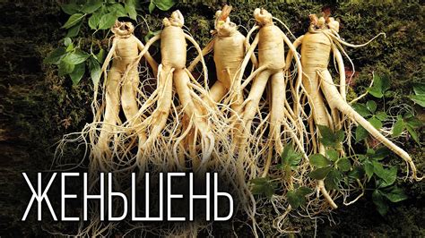 Женьшень: Панацея от всех болезней | Интересные факты про растения ...