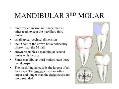 Ppt Permanent Mandibular Molars Powerpoint Presentation Free