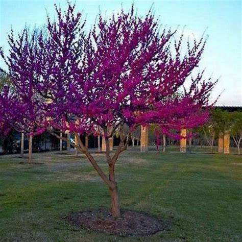 63 Lovely Flowering Tree Ideas For Your Home Yard Page 4 Of 65