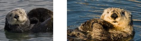 Behavioral Adaptations Sea Otters