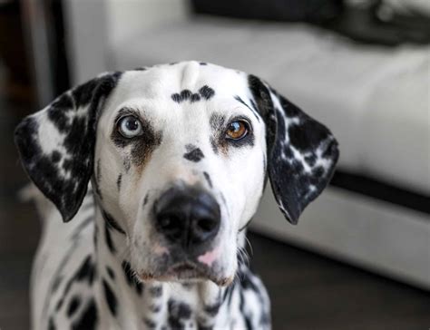 212 Amazing 101 Dalmatians Dog Names - A-Z Animals