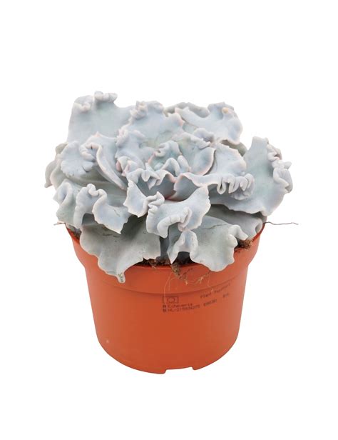 Kaktus Echeveria Ø10 5 cm potte Plantorama