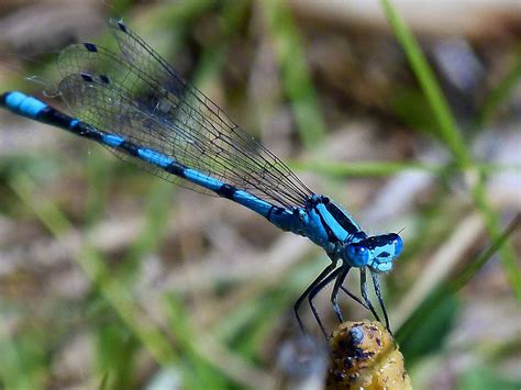 dragonflyinsectbugbluenature  image  needpixcom