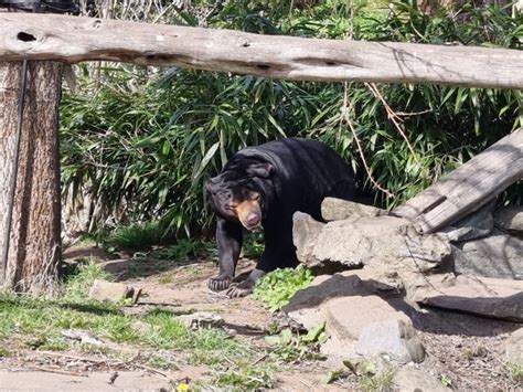 Top 4 Things To See And Do In Edinburgh Zoo