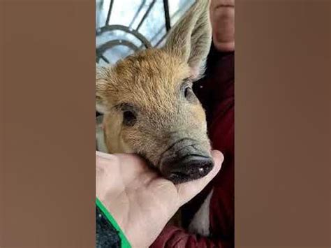 Миргород, господарство у Пилиповича, Мангалиця Венгерська Пухова ...