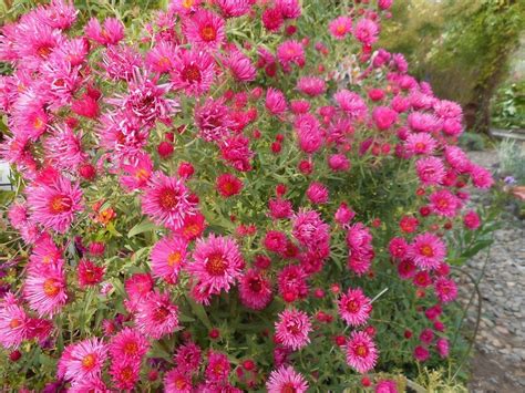 Астра многолетняя кустарниковая Дженни (Aster dumosus Jenny)