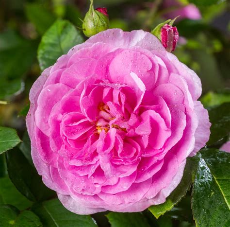 Rosa Gertrude Jekyll - Englische Rose Gertrude Jekyll | jetzt günstig ...