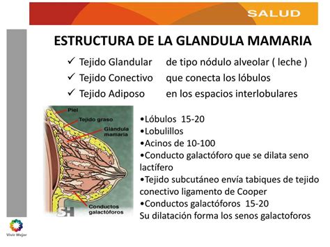 Ppt Anatom A Y Fisiolog A De La Gl Ndula Mamaria Powerpoint