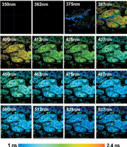 Multispectral Fluorescence Lifetime Imaging Microscopy Ms Flim