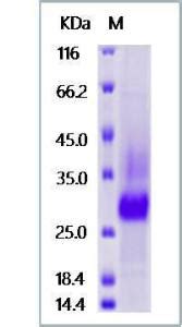 Human Recombinant Podoplanin Pdpn Protein His Tag From Hek Cells