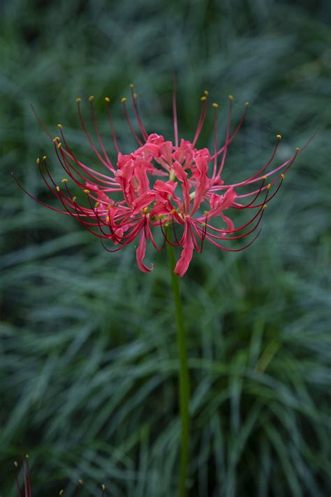 Red Spider Lily Bunga Merah Foto Gratis Di Pixabay Pixabay