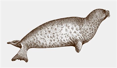 Erignathus Stock Illustrations 1 Erignathus Stock Illustrations
