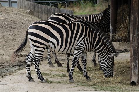 Zebra Zoo - Free photo on Pixabay - Pixabay