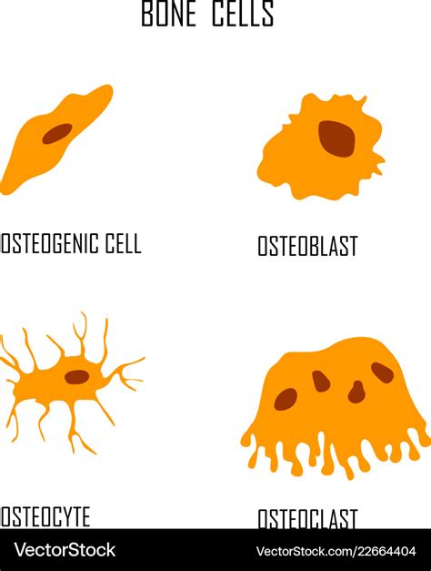 Bone Cells Osteon Flat Style Royalty Free Vector Image