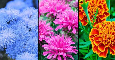 17 Plants That Keep Bugs Away Backyard Eden