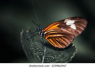 Heliconius Pattern Images Stock Photos Vectors Shutterstock