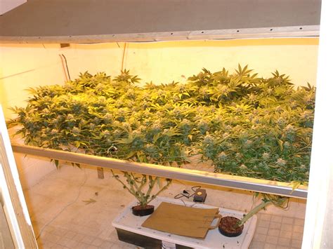 How to Grow Cannabis Using SCROG Method