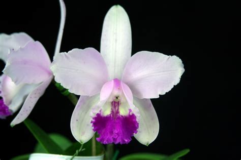 Cattleya Intermedia Tipo Cultivo Milton Linhares Flickr