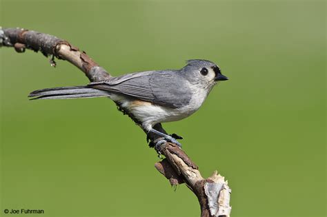 Tufted Titmouse Joe Fuhrman Photography