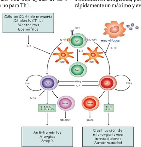 Respuesta Inmunitaria Frente A Virus Pdf Download Available