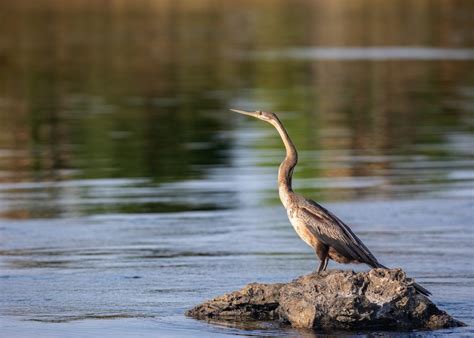 Sights, sounds and scrumptious bream in Katima Mulilo - FlyNamibia