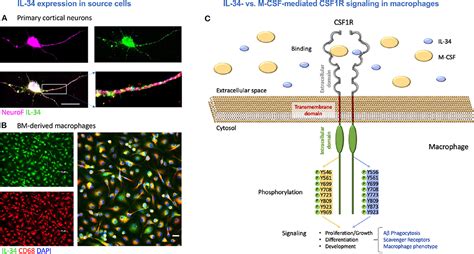 Frontiers Effects Of Il On Macrophage Immunological Profile In